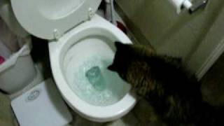 Cat watching toilet flush [upl. by Sila]