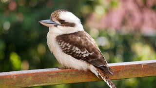 Verso Kookaburra  Scopri come fa luccello che ride [upl. by Ziagos]