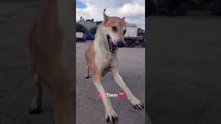 This is the motivation behind feeding them Everyday️ streetdog love reels foryou [upl. by Enyak]