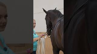 Piaffe in hand 🤝 horse equestrian horseriding horsetraining dressage [upl. by Aikemit340]