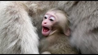 Baby monkey throwing a tantrum mom is eating [upl. by Leirad]