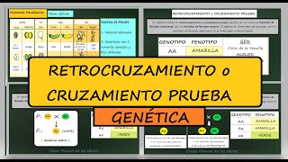 Retrocruzamiento Cruzamiento Prueba Definición Ejemplo Genética Mendeliana Biología [upl. by Hsivat]