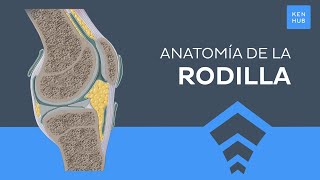 Articulación de la rodilla Huesos ligamentos y movimientos  Anatomía Humana  Kenhub [upl. by Qirat]