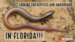 Looking for Reptiles and Amphibians in Florida [upl. by Ardnohsed]