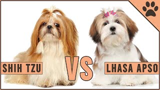 Lhasa Apso vs Shih Tzu  Perros Mundo [upl. by Atil642]