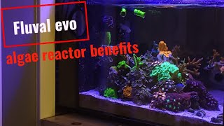 Fluval evo 135 algae reactor [upl. by Euqininod852]