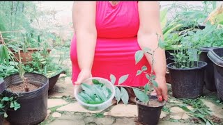 Harvesting and Pruning Pereskia Aculeata Grown in a Pot [upl. by Neri]