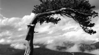 BRISTLECONE PINE [upl. by Ennoira456]