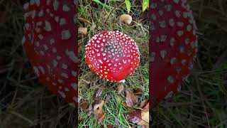 Herfstige paddenstoelen en de herfstige Natuurlijke omgeving [upl. by Liebowitz]