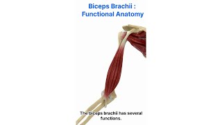 Uncover The Secrets Of The Biceps Brachii Functional Anatomy Explained [upl. by Penn]