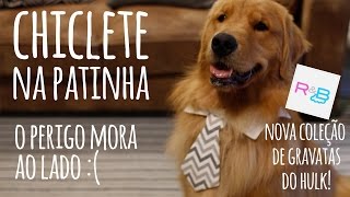 Cuidados com a Pata do Cachorro [upl. by Meedan714]