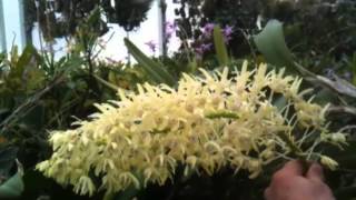 OrchidWeb  Dendrobium speciosum [upl. by Eyaf]