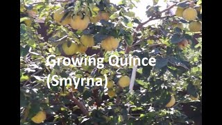 Growing Quince Smyrna [upl. by Culbertson772]