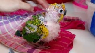 HAND FEEDING TIPS OF BIRDS PARROTS CHICKS [upl. by Galatea434]