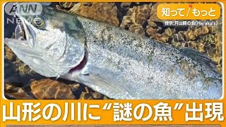 “謎の魚”相次いで釣りあげられる 自然界にいないはずが…幼魚約1000匹を勝手に放流【グッド！モーニング】2024年4月11日 [upl. by Ecyla]