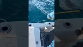 Buena captura de King Mackerel Serrucho en Miami [upl. by Ataga19]