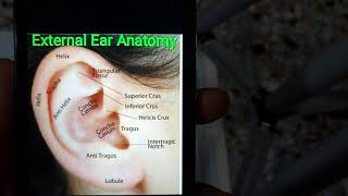 EXTERNAL EAR ANATOMY quick revision with important viva and mcqs part1 [upl. by Aramen]