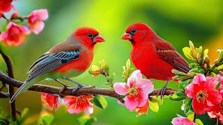 Birds Singing 4K  Good Bird Songs for Inner Peace 🌿 Reduce Stress Stop Overthinking and Clear Mind [upl. by Haduj]