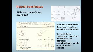 4 Biotransformación Parte II [upl. by Yendahc]