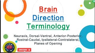 Brain Direction Terminology UrduHindi [upl. by Ynattirb613]