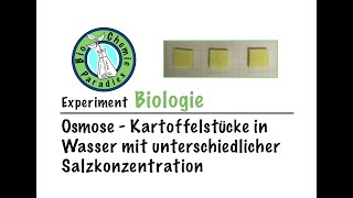 Experiment Biologie – Osmose – Kartoffelstücke in Wasser mit unterschiedlicher Salzkonzentration [upl. by Nohsram]