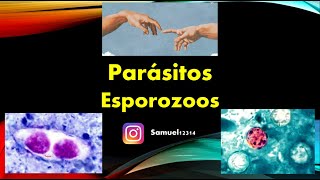 PROTOZOOS 🦠 ESPOROZOOS ✅ PARASITOLOGIA [upl. by Parthinia647]