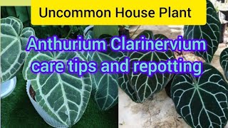 Anthurium Clarinervium uncommon house plantHow to care and propagateLow maintenance IndoorPlant [upl. by Agostino]