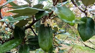 Oliwnik przegląd i porównanie gatunkówodmian owocowych Elaeagnus umbellata multiflora ebbingei [upl. by Yrogreg]