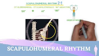 Scapulohumeral Rhythm Simple Animation I Shoulder Kinesiology [upl. by Nalyk741]