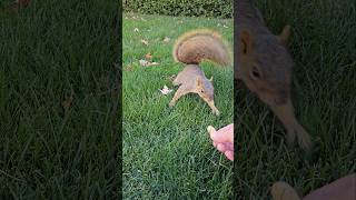 Frankies Friday video 🐿️ squirrel friends [upl. by Ettinger]