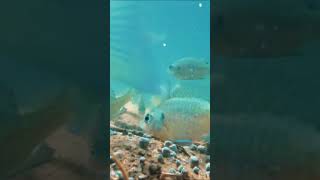 Underwater Popcorn Brim Feeding Frenzy Sounds Wild 🐟 natureshorts fishasmr bluegill lakelife [upl. by Madalyn]