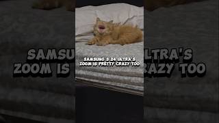 Samsung S 24 ultras zoom is better than iPhone 16 shorts recommended samsung cat zoom trending [upl. by Sherurd]