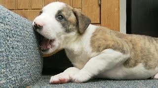 Pit Bull Puppy Chews On The Stair [upl. by Yetty]