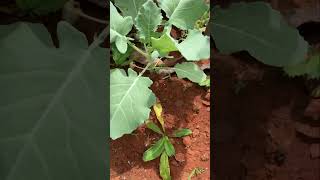 My humble garden Naga Coriander homegarden homesteading [upl. by Barbaresi194]