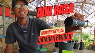 Rekomendasi Anggur Genjah Dataran Rendah [upl. by Lazos755]