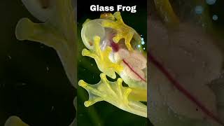 quotGlass Frog Nature’s Incredible Transparent Wonder  Amazing Animal Factsquot [upl. by Asiilanna91]