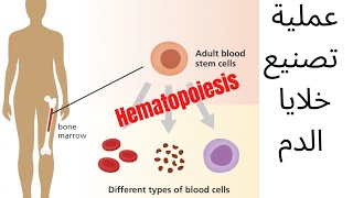 Hematopoiesisformation of blood cells🩸تصنيع كريات الدم💉 [upl. by Merkle]