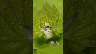 quotThis Tiny LeafLike Creature Will Blow Your Mind 🌿🐌quot  ytshorts facts animalfacts cute [upl. by Inoek763]