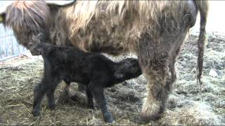 Nach der Geburt eines Highland Kälbchen 2 Teil [upl. by Alul]