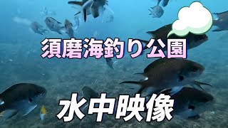 再開！須磨海釣り公園の水中映像 すごい魚も [upl. by Kelly]