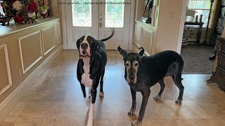 Funny Great Danes Give Opinion About New Puppy Or Kitten [upl. by Imaon201]