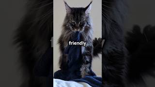 Meet the Maine Coon The Gentle Giant [upl. by Sheepshanks]