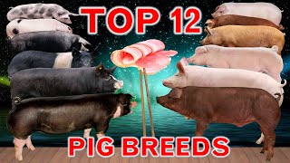 Top 12 FastGrowing Pig Breeds in the World  Best Fattening Pigs [upl. by Aldin]