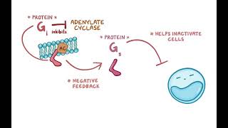 4 3 Cell signaling pathways [upl. by Ohcamac762]