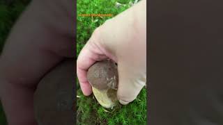 Boletus ReticulatusJuly 2024 asmr asmrmushrooms fungi boletus porchini mushroomhunting [upl. by Netti]