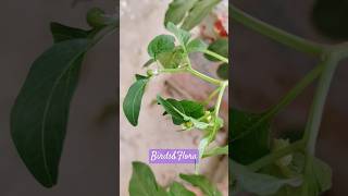 Jaltomata procumbens Plant  indoor plants  houseplants  trendingnatureshorts ytshortsaesthet [upl. by Watters351]