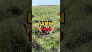 🇰🇪Masai Mara  Lions tomislavraukovic wildlife thetomislav [upl. by Nahsin]