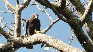 Buteo brachyurus [upl. by Htebazile]