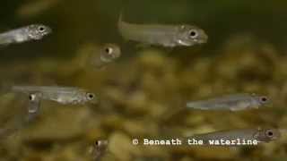 European Whitefish Coregonus lavaretus Underwater UK [upl. by Timotheus]