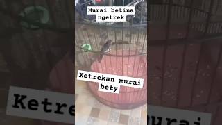 Ketrekan murai betymuraibatu [upl. by Franni]